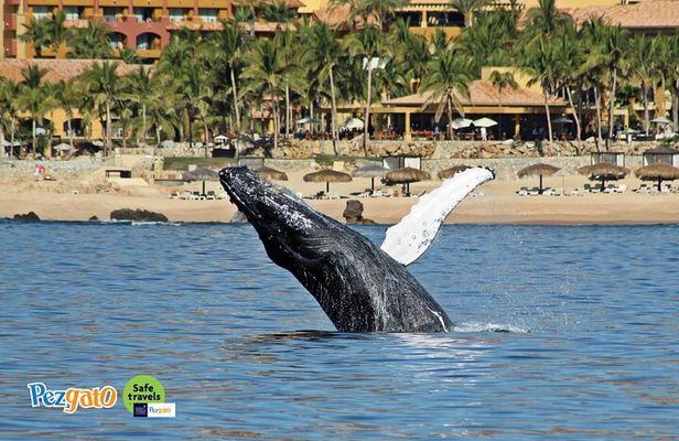 Whale Watching Tour in Los Cabos