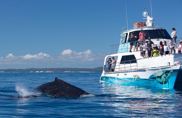 Freedom 3/4 Day Hervey Bay Premium Whale Watching Cruise