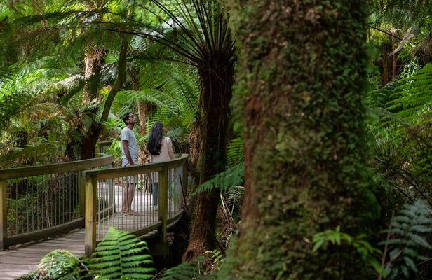 Great Ocean Road Grampians 3 Day National Park Tour Melbourne Roundtrip