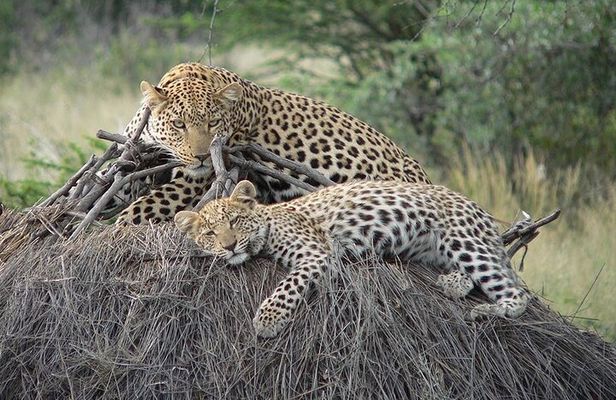 4 Days, 3 Nights Group budget Safari, Lake Manyara, Serengeti, Ngorongoro