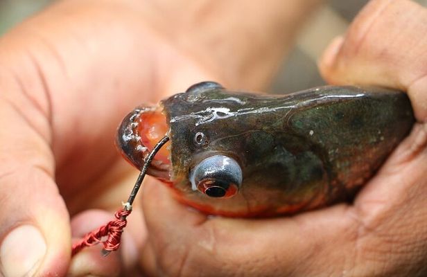 Amazon Piranha Fishing - Real Jungle Experience 