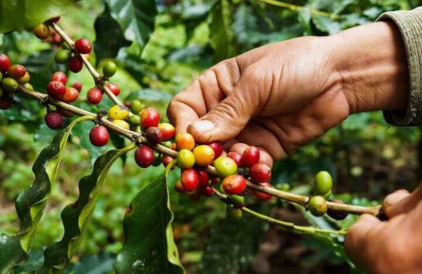 Maasai village visit, Materuni waterfalls & coffee experience