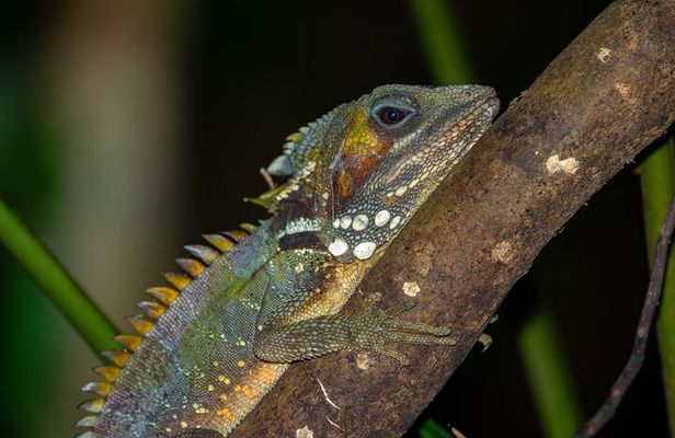 Family Night Walking Tour at Tropical Rainforest in Daintree