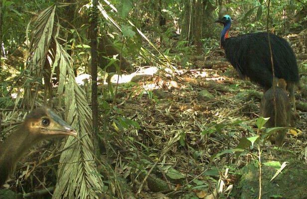 Small-Group Trekking Experience in Daintree National Park