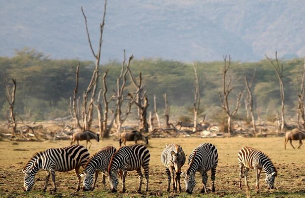 6 Day: Epic Northern Safari