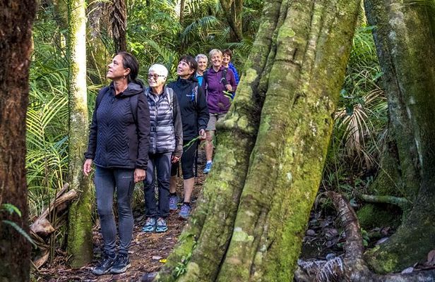 Waiheke Island Private Forest Bathing Walk