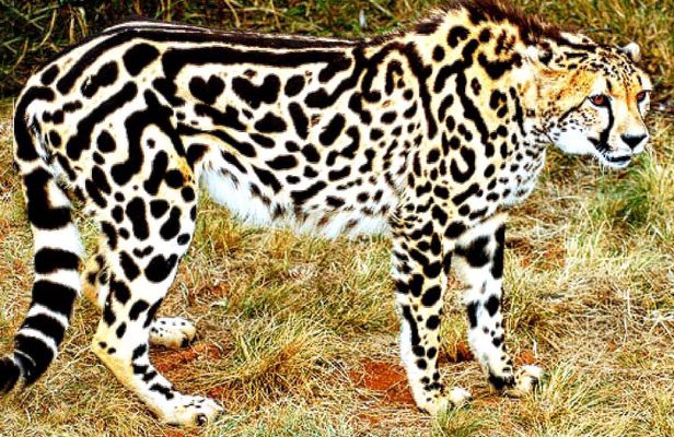 De-wildt cheetah tour