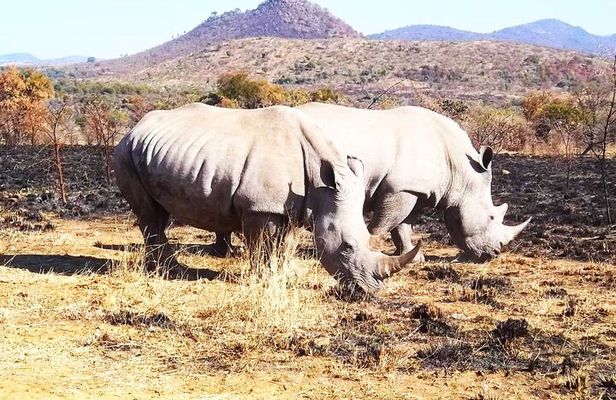 Pilanesberg national park day tour-Closed-vehicle