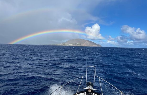 Private Whale Watching and Dolphin Excursion