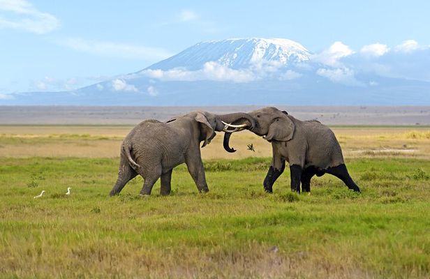 Day Tour - Amboseli National Park From Nairobi