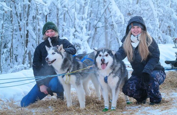 Free Pickup/Drop off: Alaskan Husky Dog Sledding with Free Photo