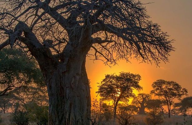 7-Day Private midrange Tour in Arusha with Airport Pickup