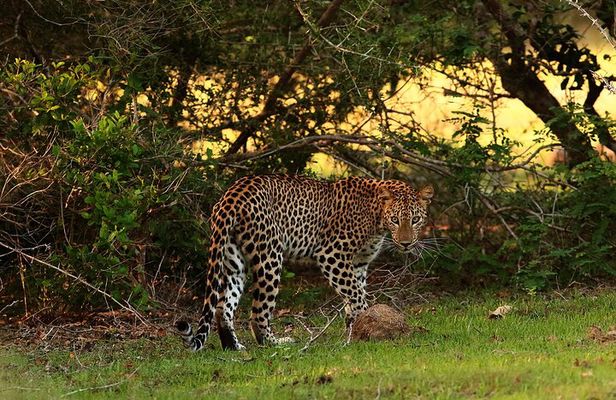 Full Day Wilpaththu National Park Safari (All Inclusive)