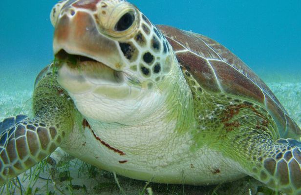 Private Snorkel with Turtle at Akumal