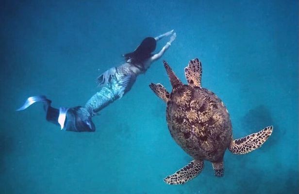 Moana's Waikīkī Sunrise Snorkel Experience on Nalu
