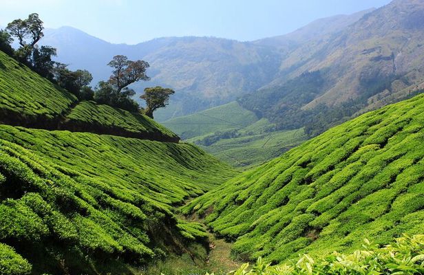 Private Day Trip to Munnar from Kochi (Cochin)