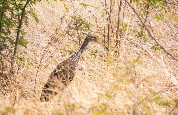 Early Bird Watching Tour - Guanacaste
