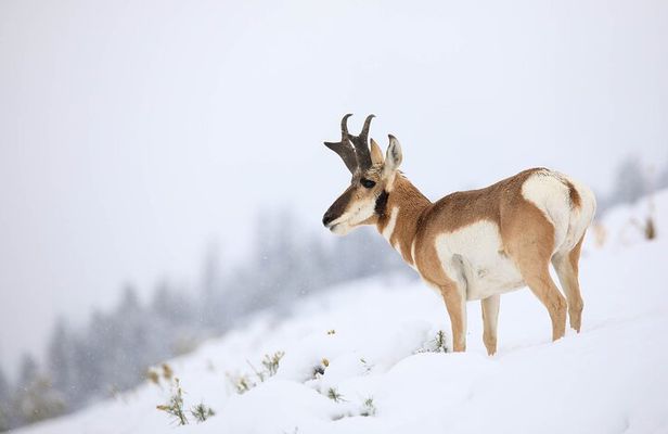 Yellowstone Winter Wildlife Safari from Bozeman - Private Tour