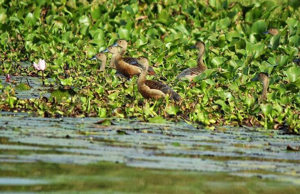 Muthurajawela Bird Watching Tour from Negombo / Colombo