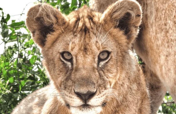 4 Days Tanzania National Parks Private Safari from Zanzibar