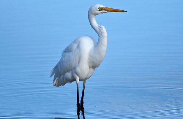 Small-Group Half-Day Birdwatching Tour in Sydney