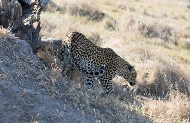 Full-Day Safari Chobe National Park and boat safari