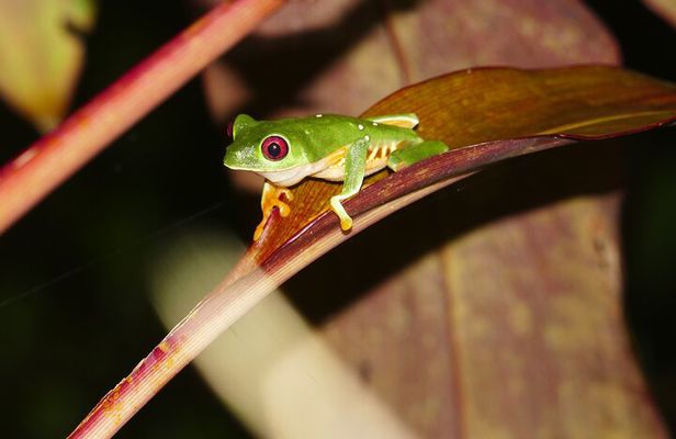 Mangrove Night Tour