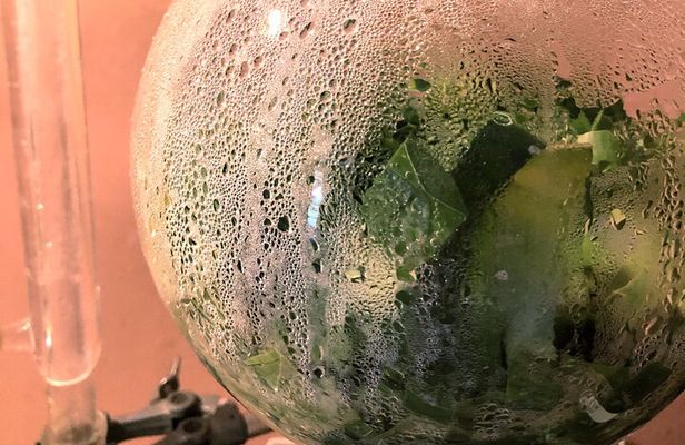 Distillation of Okinawa Herb Essential Oil and Herbal Water