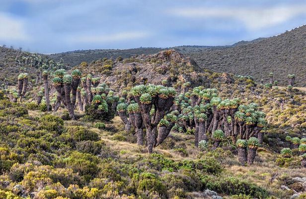 8 Days climb Mt Kilimanjaro through Lemosho Route