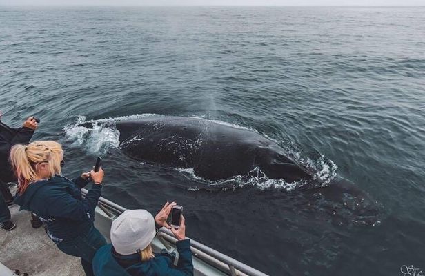 Afternoon Whale Watch