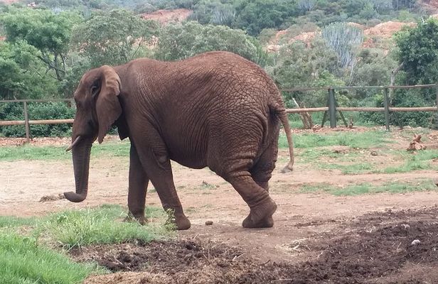 Enlightening Elephants And Monkeys Sanctuary Guided Day Tour