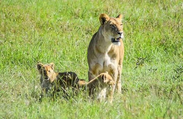 2 Days safari of Masai Mara