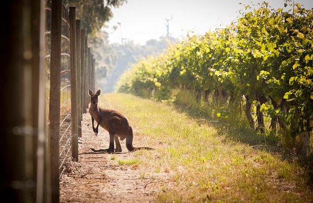 Behind The Scenes Tour with Food & Wine Pairing