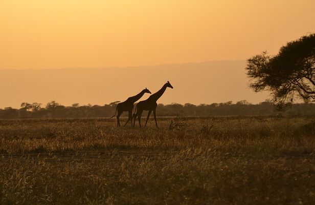 4 Days Tanzania Lodge Safari With Two Nights at Serengeti