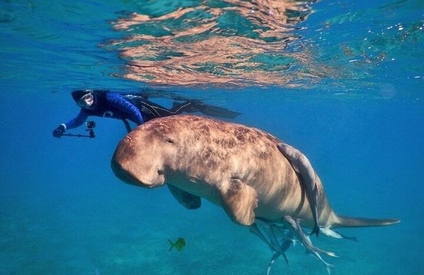 Abu Dabbab National Park over day Snorkel With Turtles-Marsa Alam