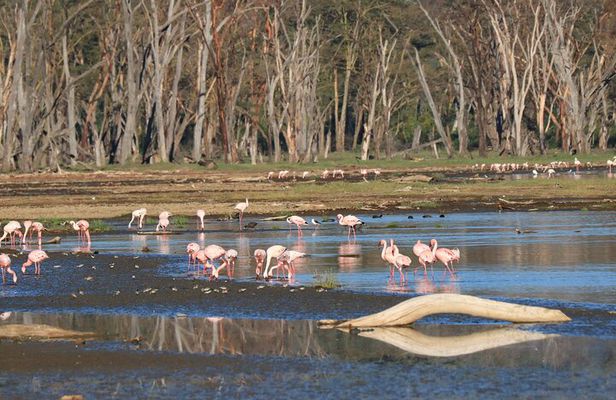 2 Days Safari to Tarangire & Lake Manyara