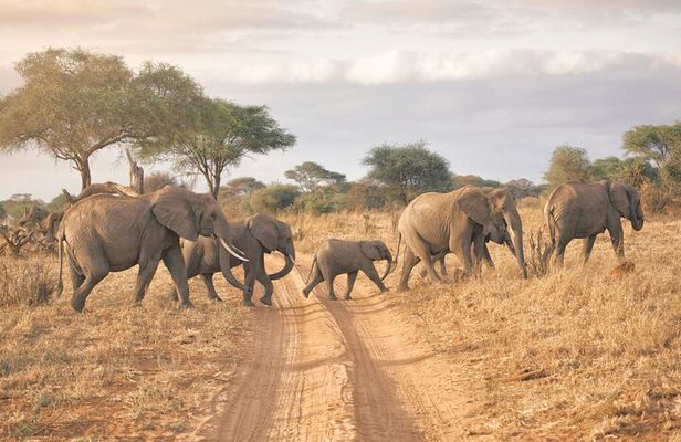 6-days Safari in Northern Tanzania