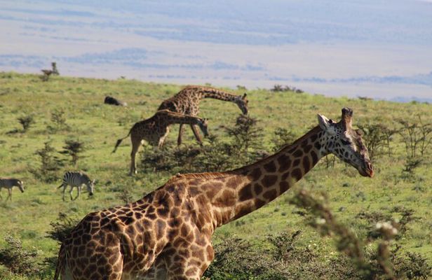 3-Day Safari in Serengeti & Ngorongoro(Mid-range)