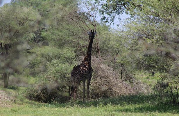 4-Day Safari in Tarangire, Serengeti & Ngorongoro (Mid-range)