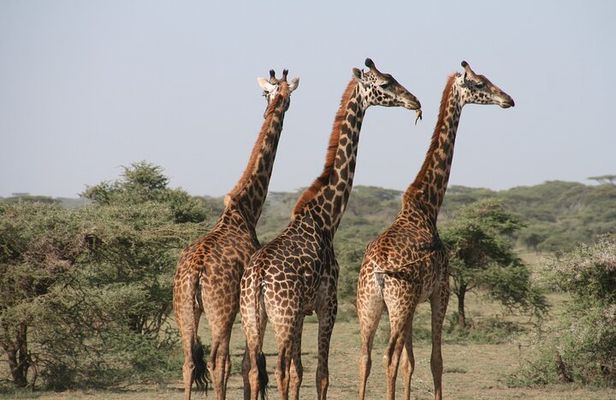 2-Day Safari Tour to Tarangire & Ngorongoro Crater (Mid-range)