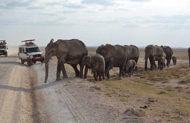 Overnight Amboseli National Park Safari