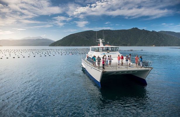 Seafood Odyssea Marlborough Sounds Cruise from Picton