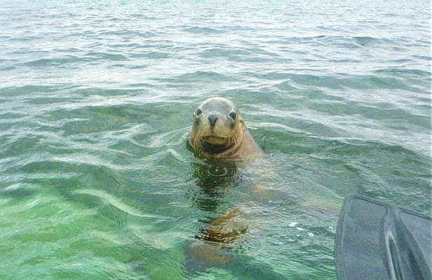 Seal and Penguin Islands Sea Kayak Day Tour
