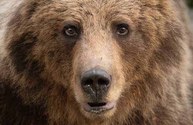 Bearwatching Hiking Day Tour in High Tatras from Poprad