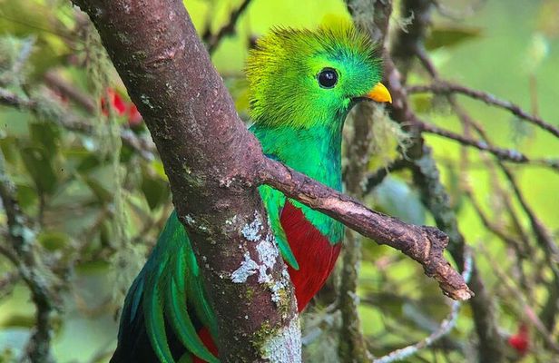 Quetzal Birdwatching Experience at San Gerardo De Dota Private Tour.