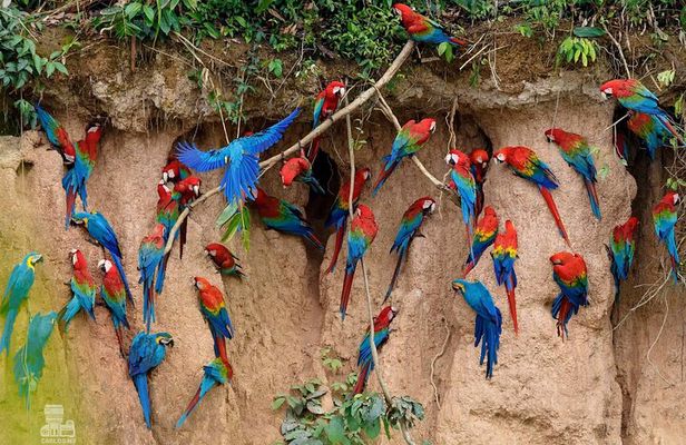 Macaw Collpa & Sandoval Lake 4 Days / 3 Nights