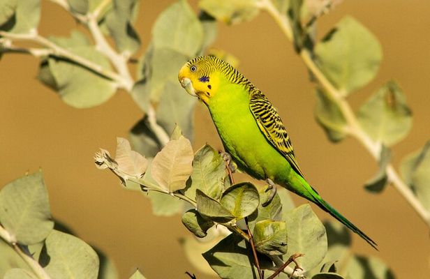 Pilbara Bird Tours