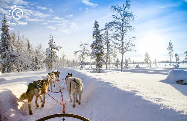 Husky Farm Visit & Sled Ride Experience