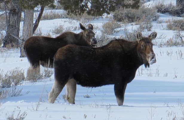 Jackson Hole & Grand Teton Park - Full-Day Wildlife Tour