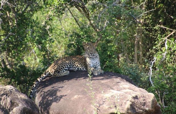 Evening Safari - Yala National Park with Janaka safari - 02.00 pm to 06.30 pm